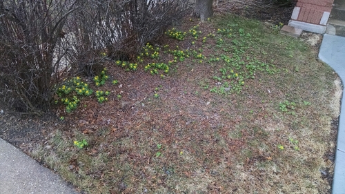 Eranthis hyemalis (Winter Aconite)