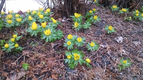 Eranthis hyemalis (Winter Aconite)