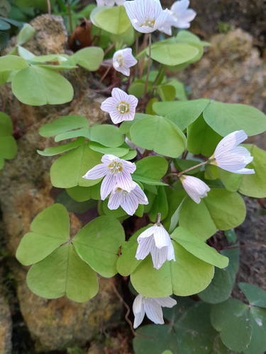 Oxalis acetosella (European wood-sorrel)