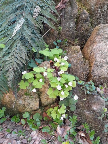 Oxalis acetosella (European wood-sorrel)