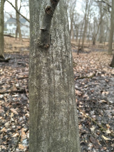 Carpinus (hornbeams) (alternate view 8)