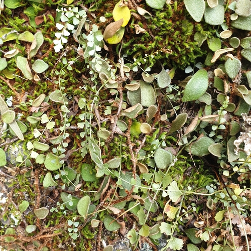 Asplenium flabellifolium (Necklace Fern) (alternate view 5)