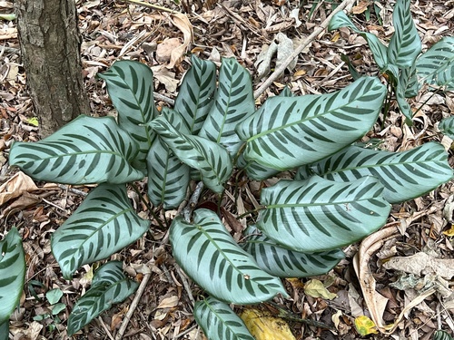 Goeppertia kegeljanii (Calathea Musaica) (alternate view 3)
