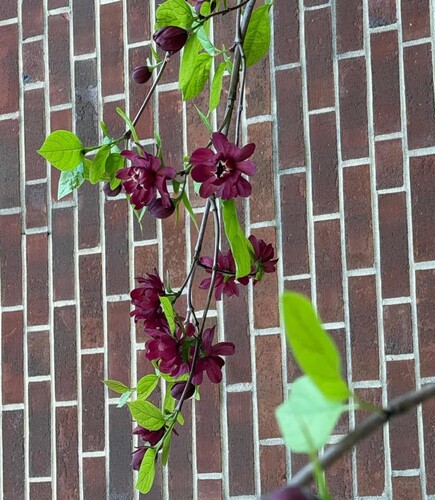Calycanthus × raulstonii (Raulston's allspice)