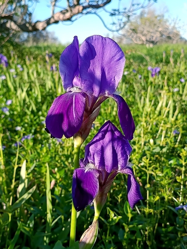 Iris × germanica (Bearded iris) (alternate view 11)