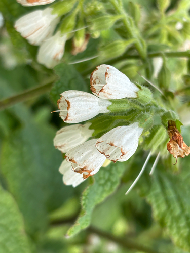 Symphytum orientale (Soft Comfrey)
