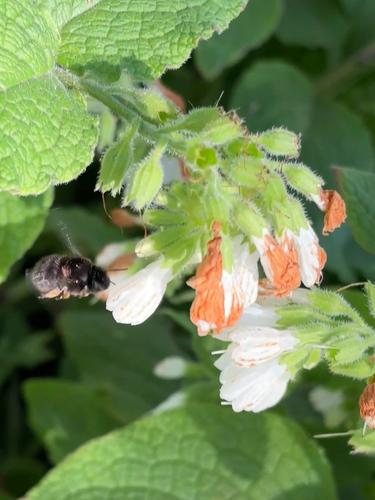 Symphytum orientale (Soft Comfrey)
