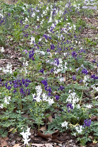 Delphinium tricorne (dwarf larkspur) (alternate view 2)