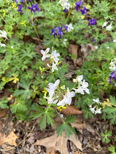 Delphinium tricorne (dwarf larkspur) (alternate view 3)