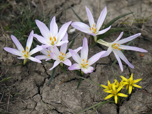 Colchicum (Naked Ladies) (alternate view 6)