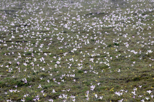 Colchicum (Naked Ladies) (alternate view 7)