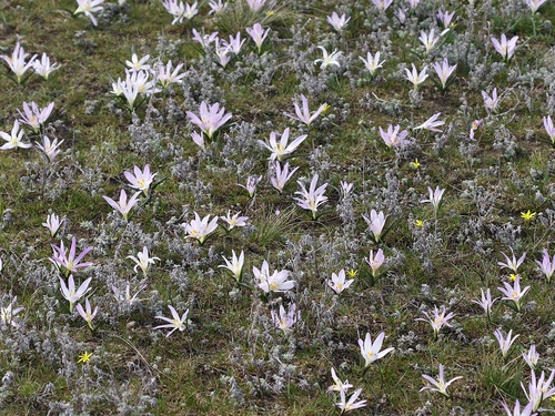 Colchicum (Naked Ladies) (alternate view 8)