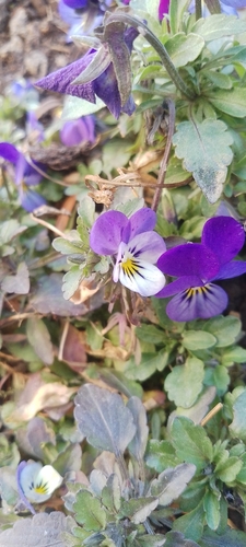 Viola tricolor (Wild Pansy)