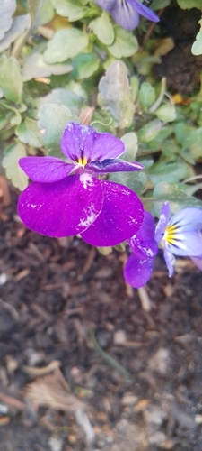 Viola tricolor (Wild Pansy)