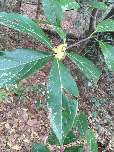 Symplocos tinctoria (Sweetleaf) (alternate view 2)