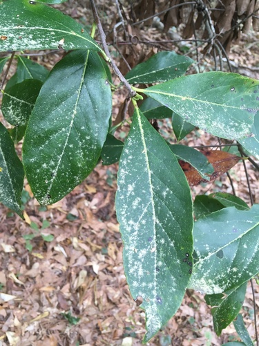 Symplocos tinctoria (Sweetleaf) (alternate view 3)