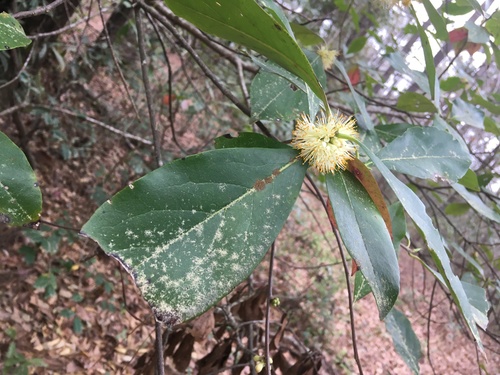 Symplocos tinctoria (Sweetleaf) (alternate view 4)