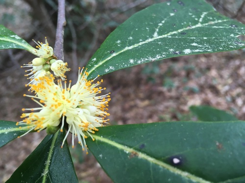 Symplocos tinctoria (Sweetleaf)