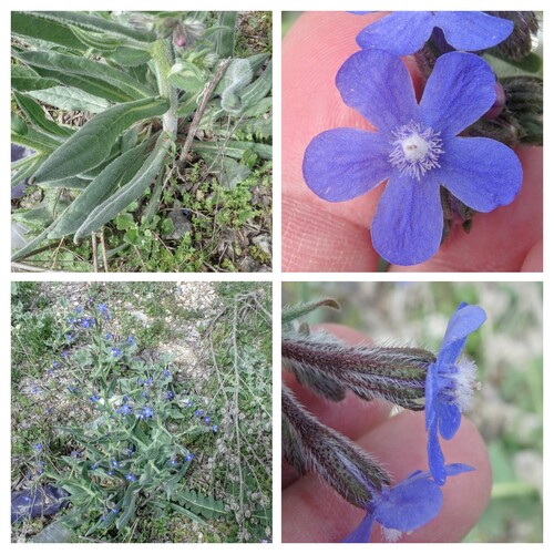 Anchusa azurea (Italian bugloss)