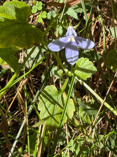 Lobelia trigonocaulis (forest lobelia)
