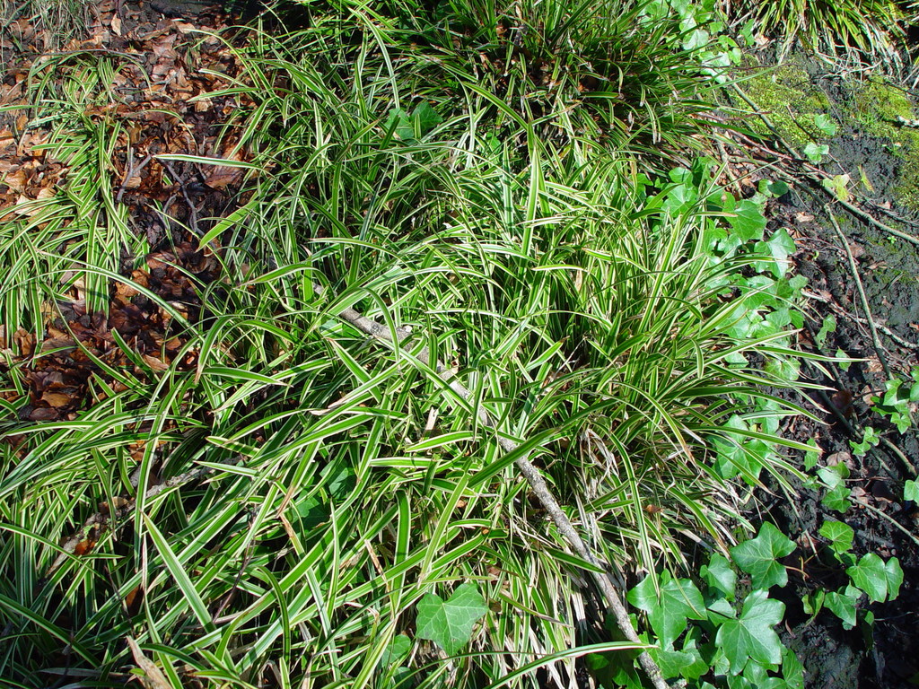 Carex oshimensis, Japanese sedge — clumping evergreen (Cyperaceae) (image 5 of 10)