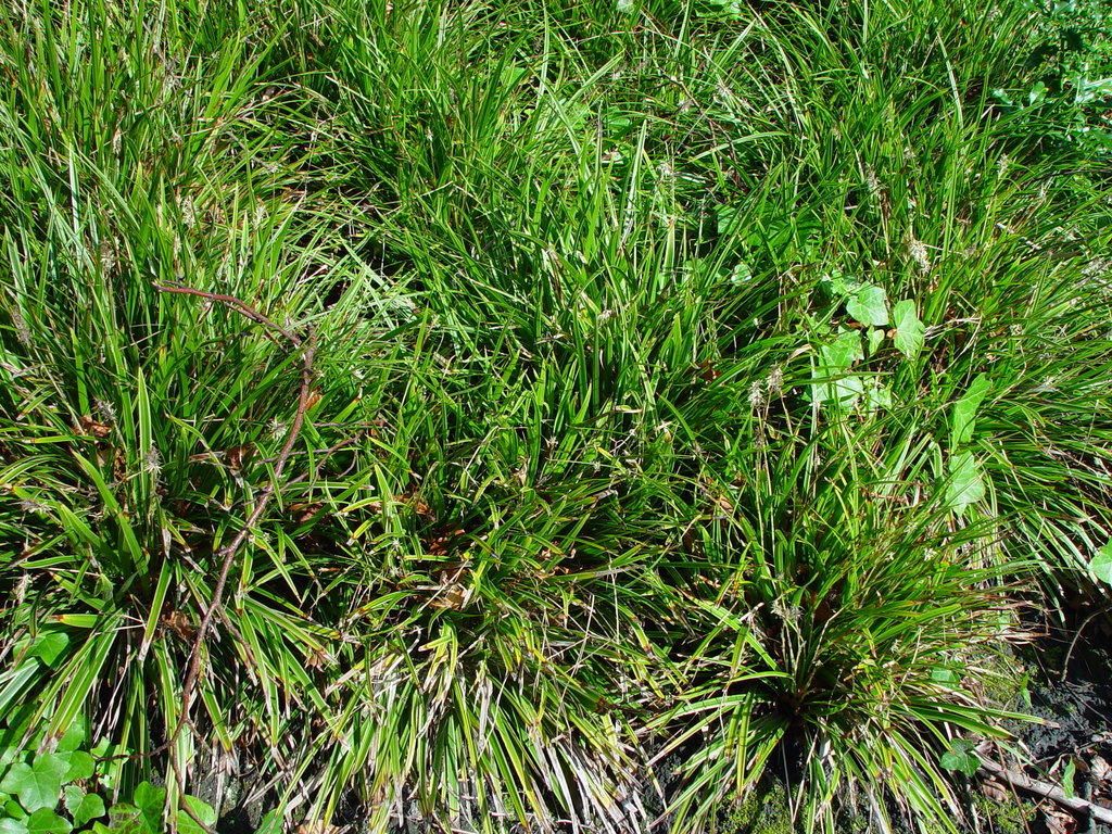 Carex oshimensis, Japanese sedge — clumping evergreen (Cyperaceae) (image 6 of 10)