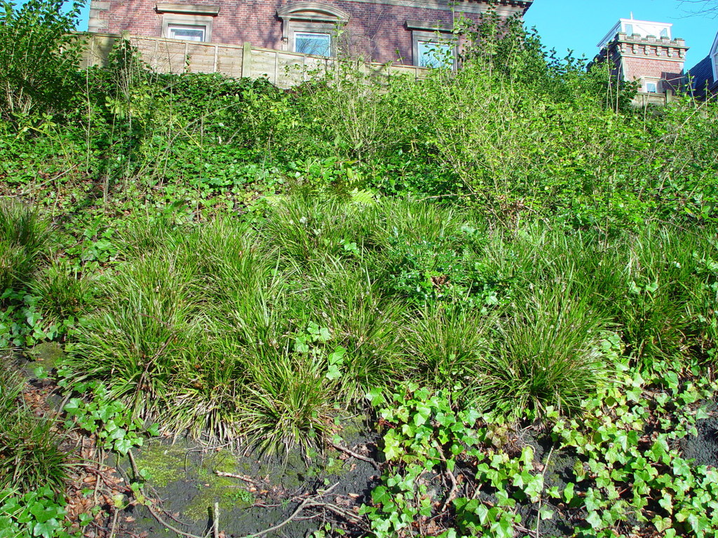 Carex oshimensis, Japanese sedge — clumping evergreen (Cyperaceae) (image 7 of 10)