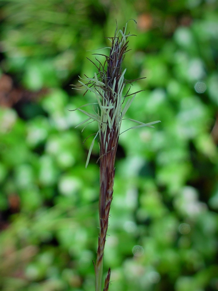 Carex oshimensis, Japanese sedge — clumping evergreen (Cyperaceae) (image 9 of 10)