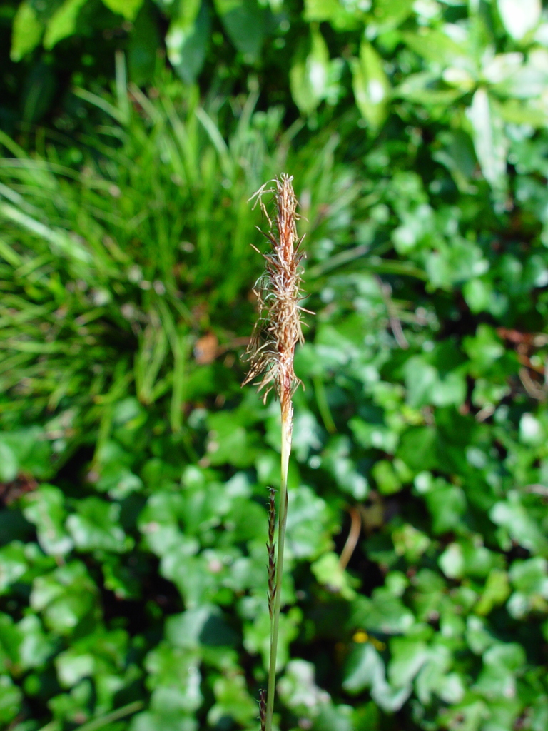Carex oshimensis, Japanese sedge — clumping evergreen (Cyperaceae) (image 8 of 10)