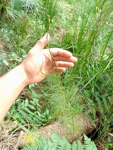 Baloskion tetraphyllum (tassel cord-rush) (alternate view 5)