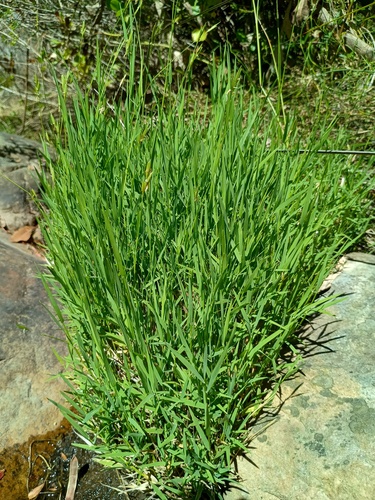 Tetrarrhena juncea (Forest Wire-grass) (alternate view 5)