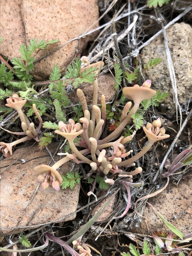 Claytonia parviflora (Streambank Springbeauty)