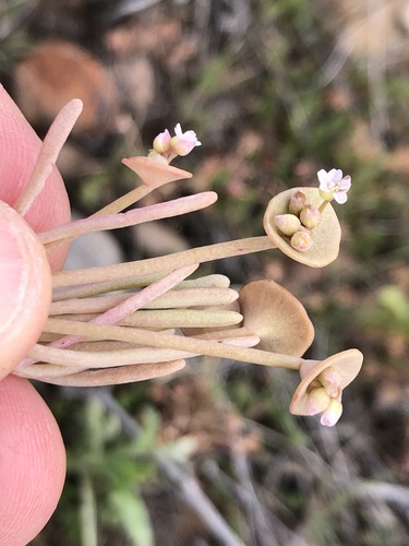 Claytonia parviflora (Streambank Springbeauty) (alternate view 2)
