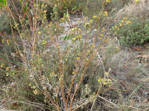 Phyllota pleurandroides (Heathy Phyllota) (alternate view 5)