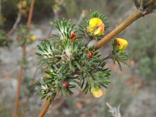 Phyllota pleurandroides (Heathy Phyllota) (alternate view 4)
