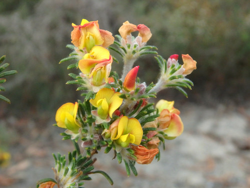 Phyllota pleurandroides (Heathy Phyllota) (alternate view 3)