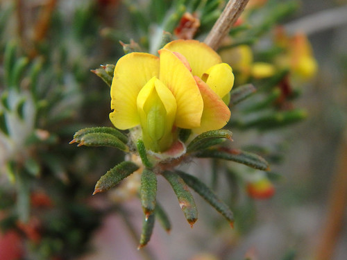 Phyllota pleurandroides (Heathy Phyllota) (alternate view 2)