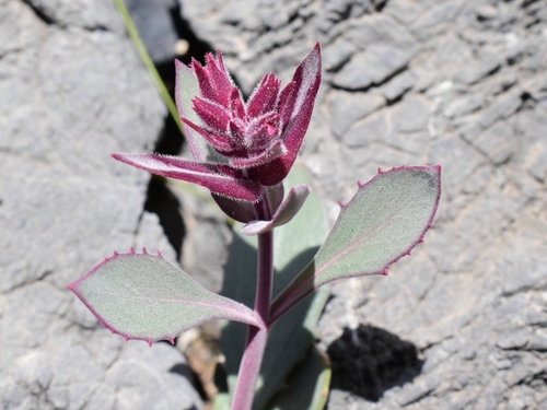 Penstemon (beardtongues)
