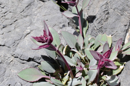 Penstemon (beardtongues) (alternate view 2)