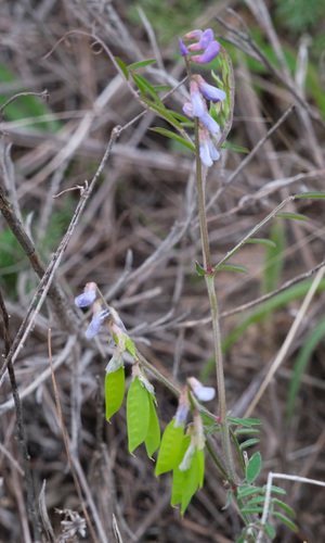 Vicia ludoviciana (slender vetch) (alternate view 5)