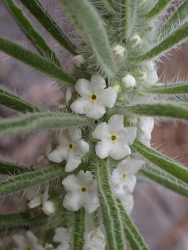 Oreocarya (Perennial Cryptanthas) (alternate view 8)