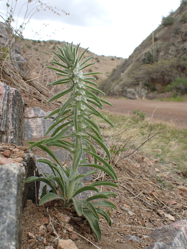 Oreocarya (Perennial Cryptanthas) (alternate view 6)
