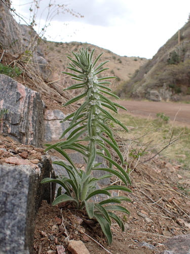 Oreocarya (Perennial Cryptanthas) (alternate view 7)