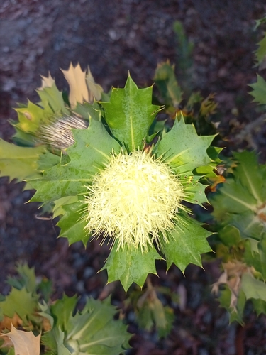 Banksia sessilis (Parrot Bush)