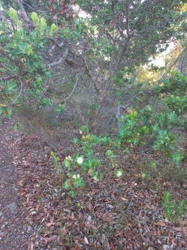 Banksia sessilis (Parrot Bush) (alternate view 2)