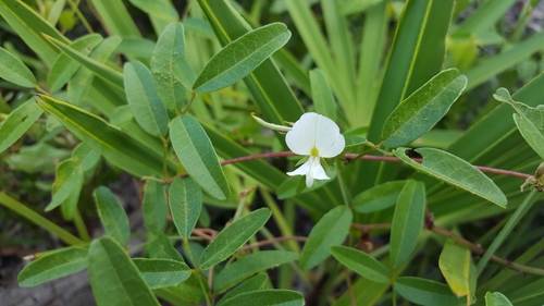 Galactia (Milkpeas) (alternate view 8)