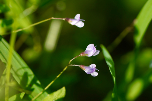 Vicia tetrasperma (Lentil Vetch)