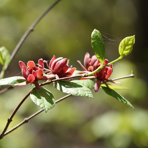 Calycanthus floridus (Carolina sweetshrub) (alternate view 2)