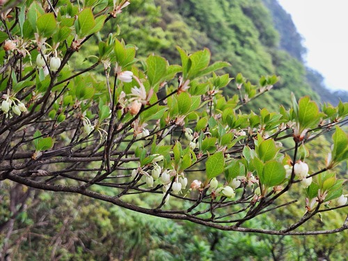Enkianthus perulatus (White Enkianthus)