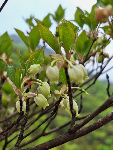 Enkianthus perulatus (White Enkianthus) (alternate view 2)